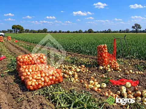 Campo de 26 ha bajo riego en Pampa Blanca | Valle de los Pericos | Jujuy