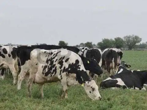 Se vende campo de 9,20 hectáreas en Presidente Roca