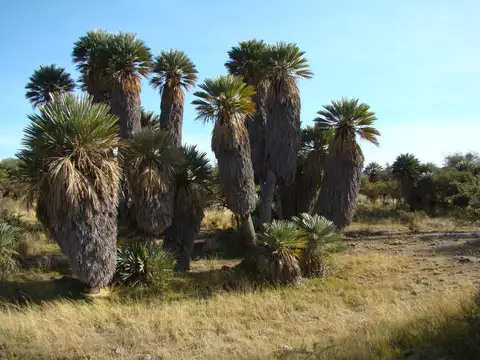 Terreno en San Fco Del Monte De Oro
