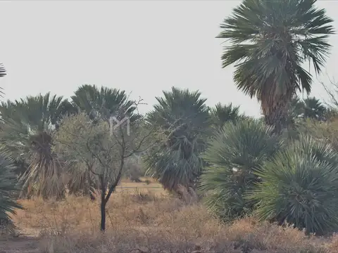 Papagayos, San Luis 100