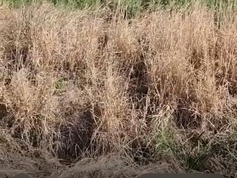 Campo en Venta Agrícola