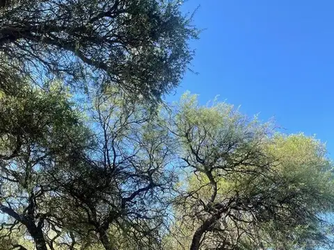 Terreno en venta en Los Molles. Arboleda autóctona