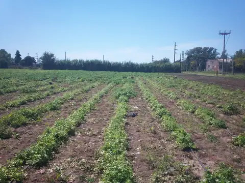 CAMPO 12 HECTAREAS CAMINO DEL INMIGRANTE