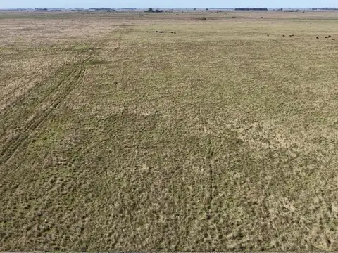 Campo para arrendar en Vieytes (Bs As)