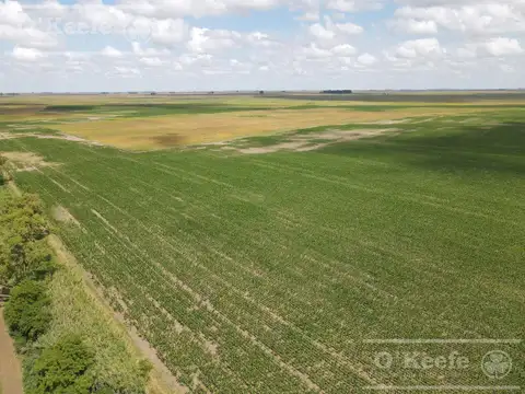 Campo en venta de 300 has en Pila