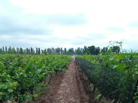 Venta Finca Mendoza