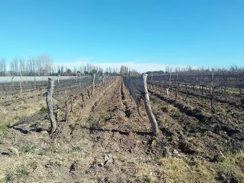 Venta Finca Mendoza