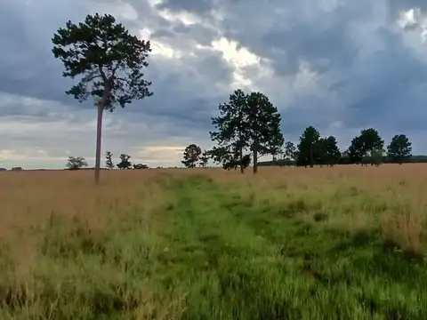 CAMPO EN ARRENDAMIENTO 100HA EN PARAJE EL TRÁNSITO