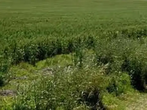 Corrientes: Inversión en 4892 ha Ganaderas a U$D 2.000/ha. C