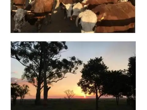 Corrientes: Inversión en 4892 ha Ganaderas a U$D 2.000/ha. C