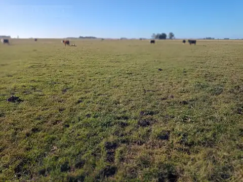 300 ha ganaderas, Labardén, Pdo. Gral. Guido, Bs. As.
