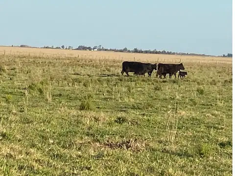 Madariaga. Campo 108 ha. Escuchamos Propuestas