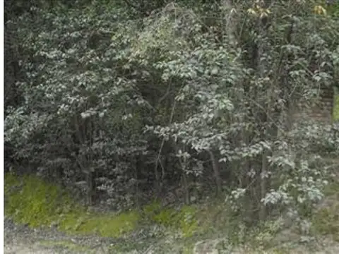 Campo en Venta de 16  ha