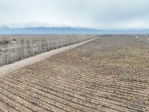 Finca de 15,6 has. con Viñedo Malbec en Gualtallary – Ruta 89