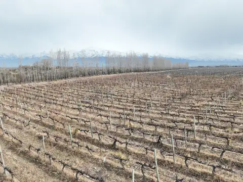 Finca de 15,6 has. con Viñedo Malbec en Gualtallary – Ruta 89