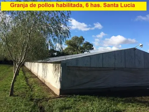 Granja de pollos habilitada sobre campo de 6 hectáreas