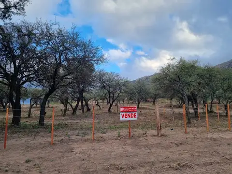LOS EUCALIPTOS 100