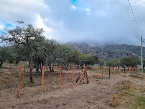 LOS EUCALIPTOS 100