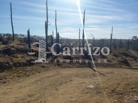 lote 100