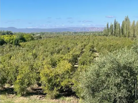 Hotel en Venta en San Rafael, USD 520.000