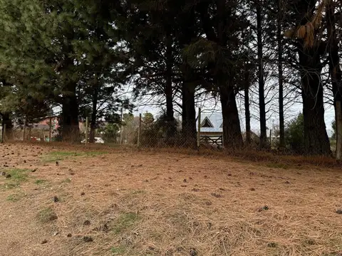 Los Olmos y Las Violetas