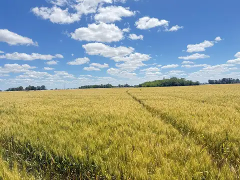 Campo en venta en Suipacha - 10 hectáreas