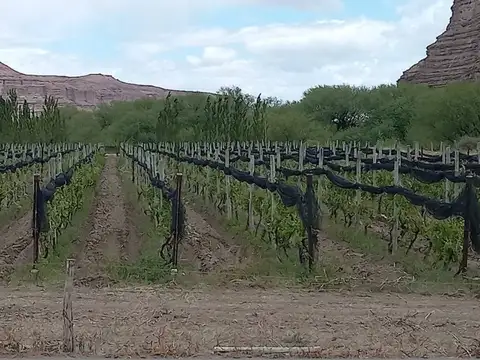 Campo en Venta de 3.736  ha
