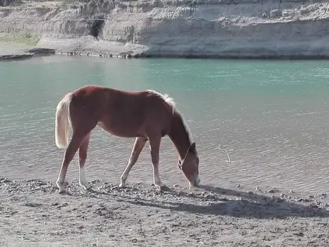 PROPIEDADES RURALES - AGRICOLA - LOS ALTARES