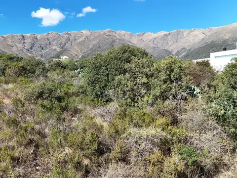 Pájaro Carpintero
