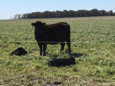 VENTA  216 HAS GANADERO - LA CHOZA, SOBRE RUTA 47
