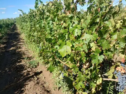 Finca en venta en Ruta 40, Ugarteche
