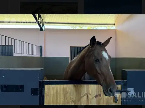 Caballeriza en Alquiler en Open Door, G.B.A.