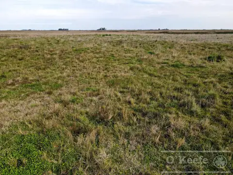 Campo en venta de 381 has en 9 de Julio