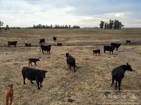 Campo en venta de 381 has en 9 de Julio
