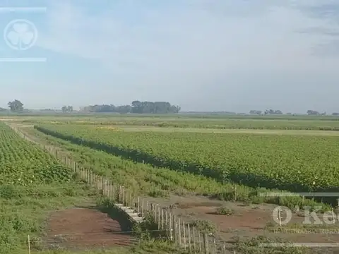 Campo en venta de 381 has en 9 de Julio