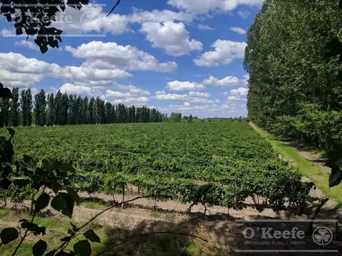 Oportunidad, Finca en venta de 46 has en San Rafael, Mendoza