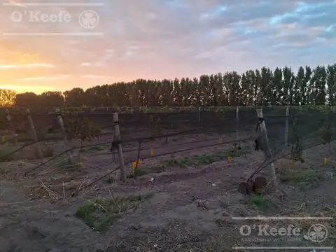 Finca de 46 has en San Rafael, Mendoza.