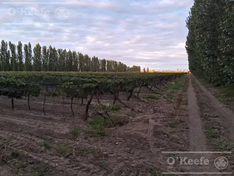 Oportunidad, Finca en venta de 46 has en San Rafael, Mendoza