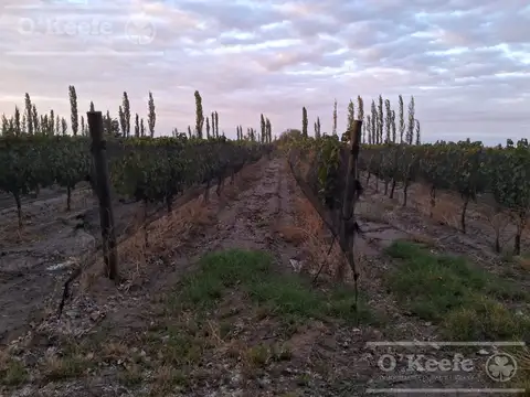 Oportunidad, Finca en venta de 46 has en San Rafael, Mendoza