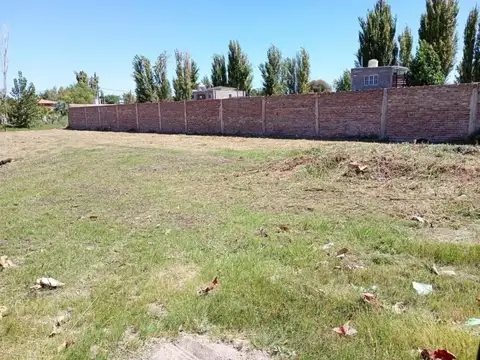 Buenos Vecinos y Lillo