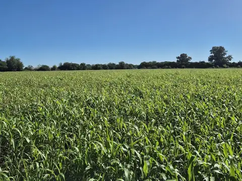 Campo en Venta de 49  ha