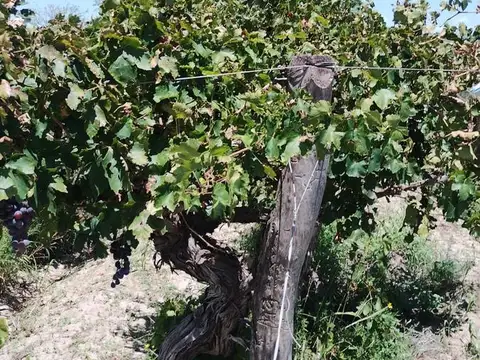 Costa Canal Montecaseros s/n km 19 Montecaseros San Martin Mendoza