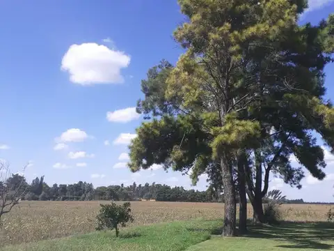 Campo en venta  - Casilda