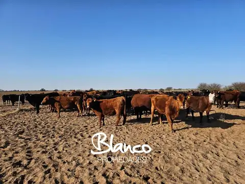 CAMPO GANADERO - LA PAMPA -