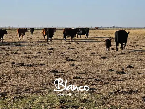 CAMPO GANADERO - LA PAMPA -
