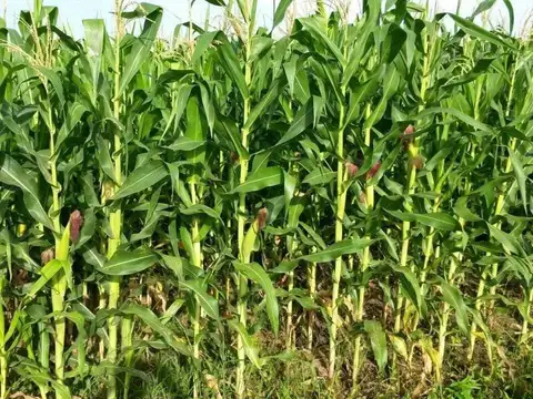Campo en Malbran