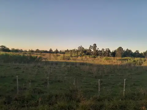 Venta - Campo Citrícola/Hortícola - Ganadero