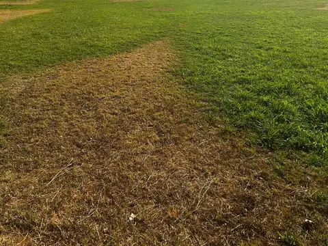 Carril Rodriguez Peña