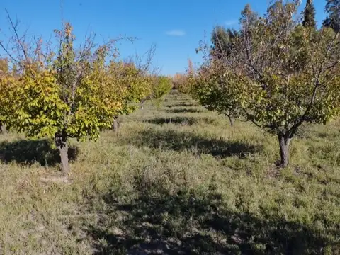 VENTA  CAMPO 10 HECTAREAS EN BOWEN GENERAL ALVEAR MENDOZA