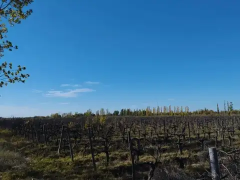 VENTA  CAMPO 40 HECTAREAS EN BOWEN GENERAL ALVEAR MENDOZA